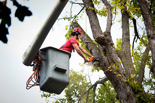 Tree Removal for Businesses